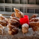 Poultry farming